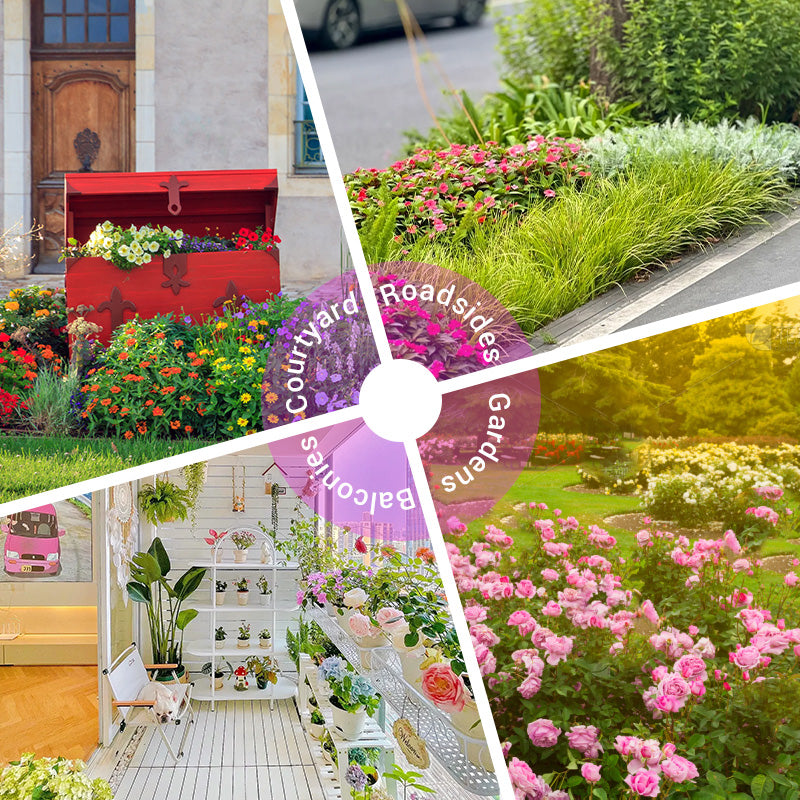 Colorful Wildflower Seed Mix for All Seasons