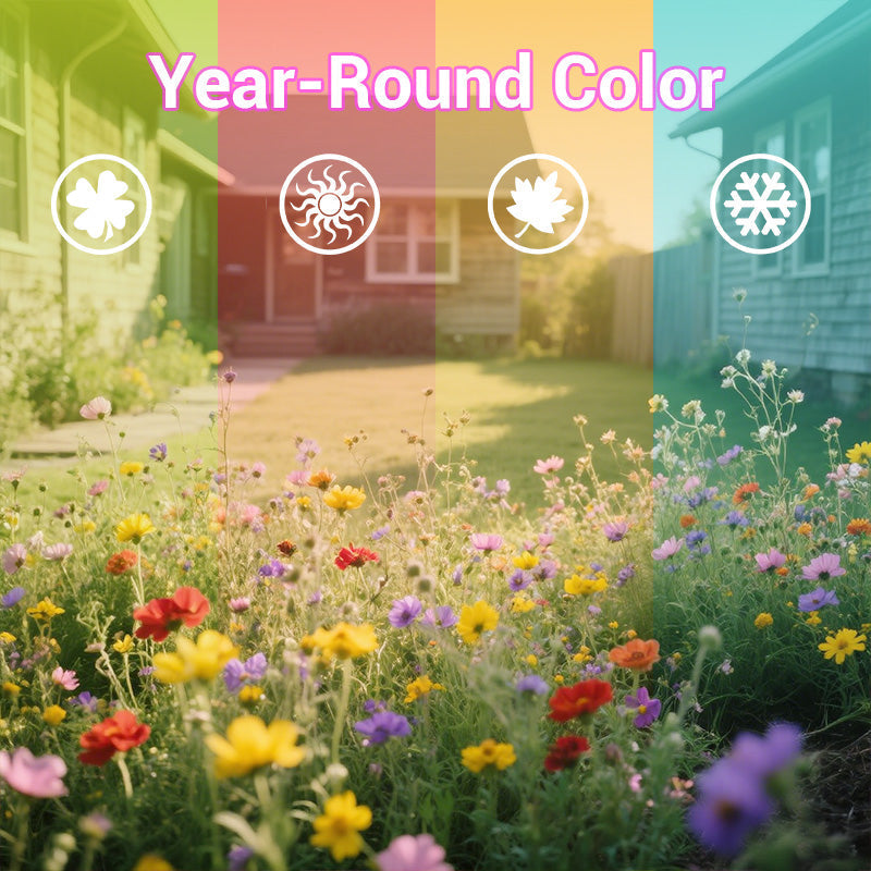 Colorful Wildflower Seed Mix for All Seasons