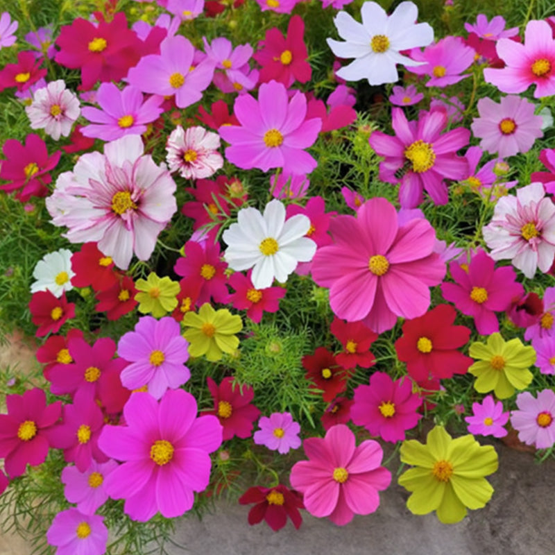 Colorful Wildflower Seed Mix for All Seasons