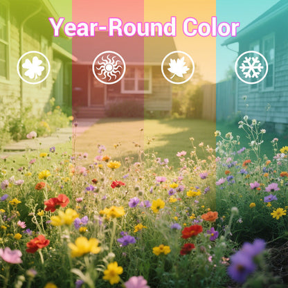 Colorful Wildflower Seed Mix for All Seasons