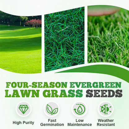Cold-resistant, drought-resistant, pet-friendly garden grass seeds - evergreen lawn grass seeds