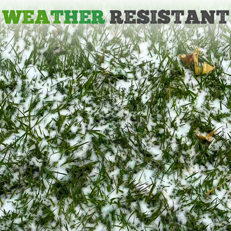 Cold-resistant, drought-resistant, pet-friendly garden grass seeds - evergreen lawn grass seeds